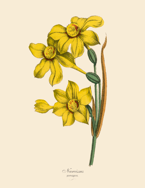 Daffodil Heather De Kok Floral Design