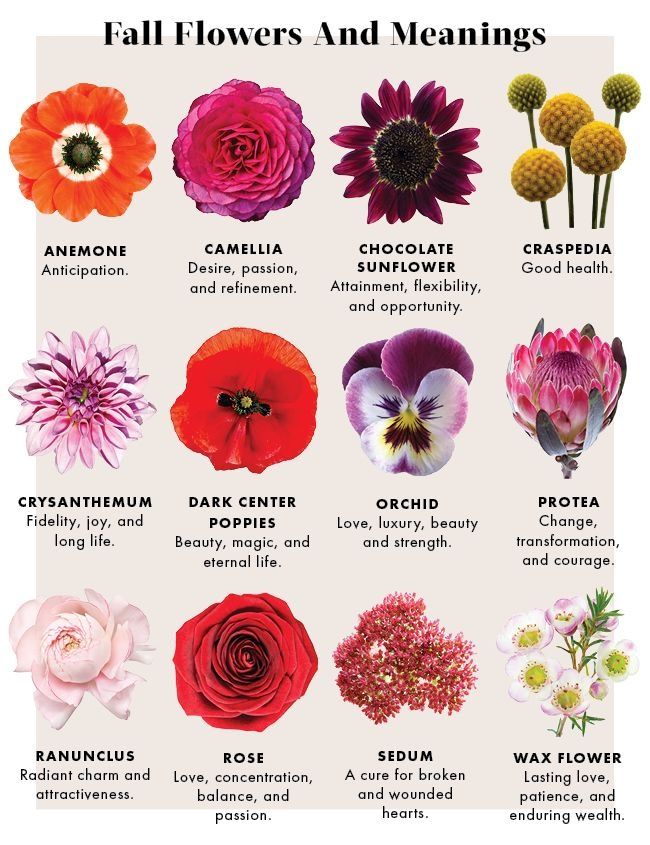 The Language of Flowers - Heather de Kok Floral Design