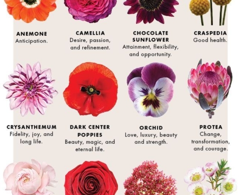 Language Of Flowers 